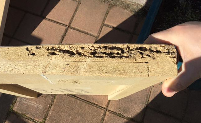 10401273_1574622116196702_1033467830739665347_feat Termite