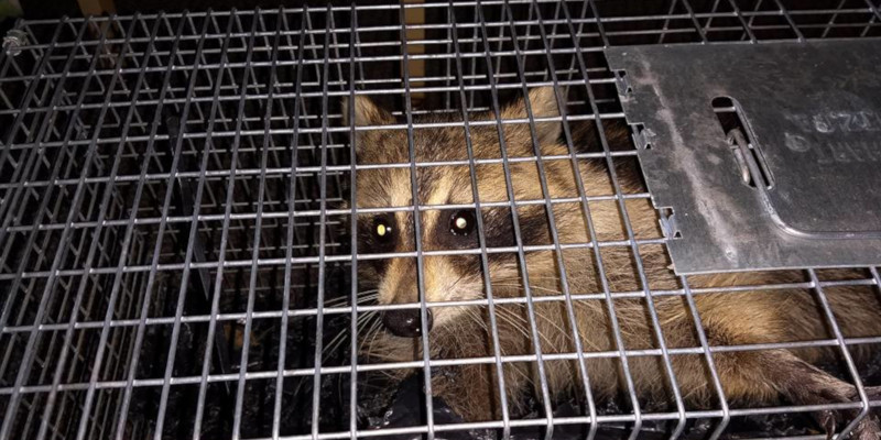 Raccoon Control in Long Branch, New Jersey