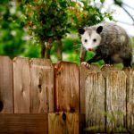 Possum Control in Jackson Township, New Jersey