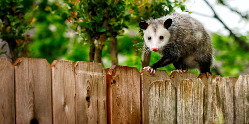 Possum Control in Jackson Township, New Jersey