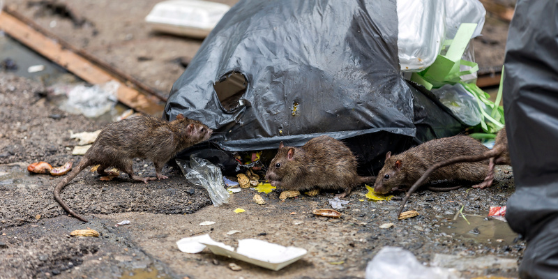 Mice Control in Monmouth Beach, New Jersey