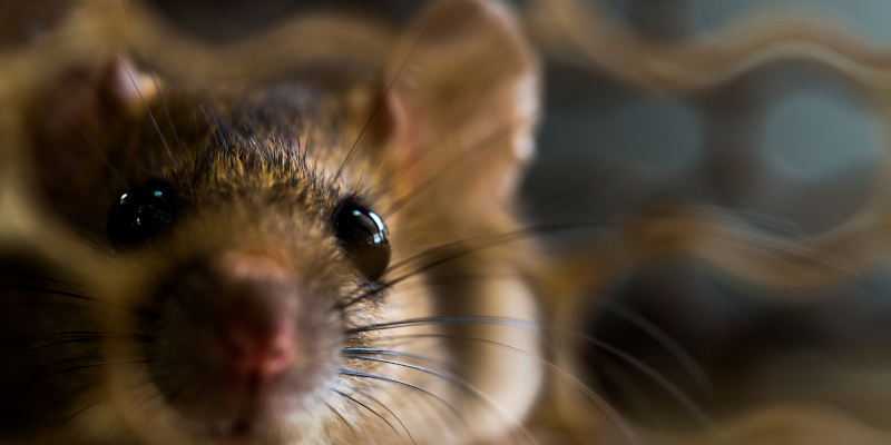Rodent Control in Monmouth Beach, New Jersey