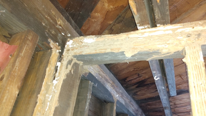 Termite Inspection in Eatontown, New Jersey