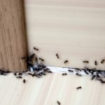 Ant Control in Ocean Township, New Jersey