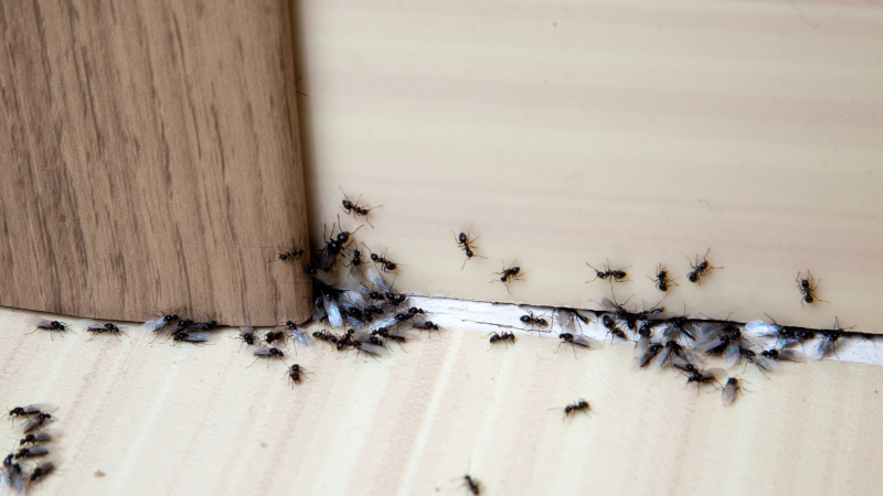 Ant Control in Manalapan, New Jersey