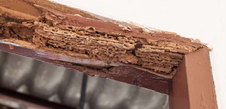 Termite Damage