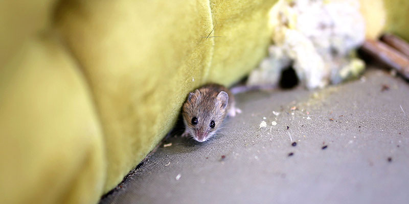 Fall is the Time Rodent Control Becomes Critical