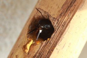 How to Tell if You Need Carpenter Bee Treatment
