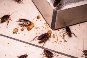 Three Home Cockroach Control Methods