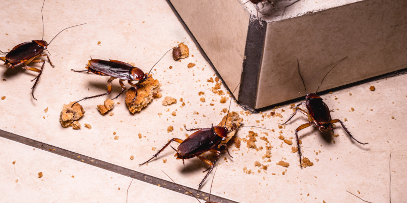 Three Home Cockroach Control Methods