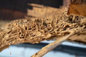 Three Signs that You Need Termite Removal