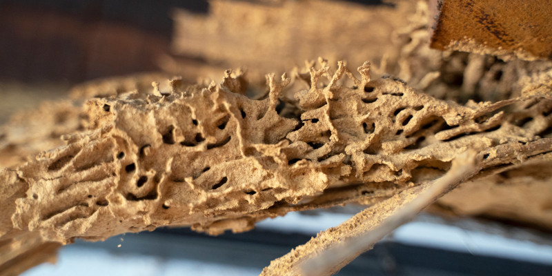 Three Signs that You Need Termite Removal