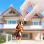 Cockroach Control in Long Branch, New Jersey