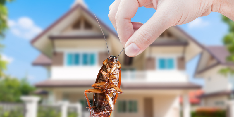Cockroach Control in Long Branch, New Jersey