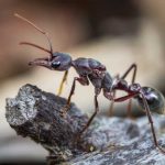 Carpenter Ant Control in Long Branch, New Jersey
