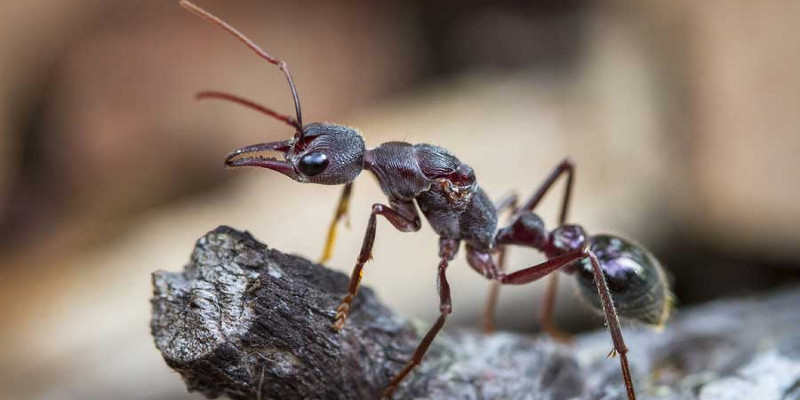 Carpenter Ant Control in Manalapan, New Jersey